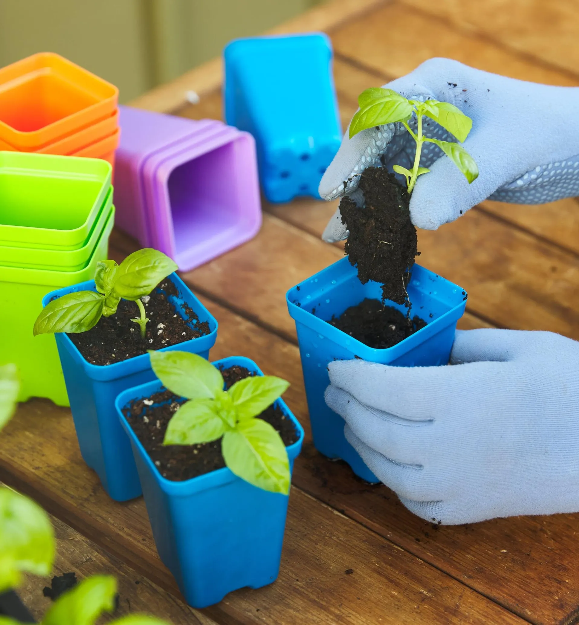 Lee Valley 2 1/2" Multicolor Pots