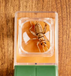 Lee Valley Bug Magnifier