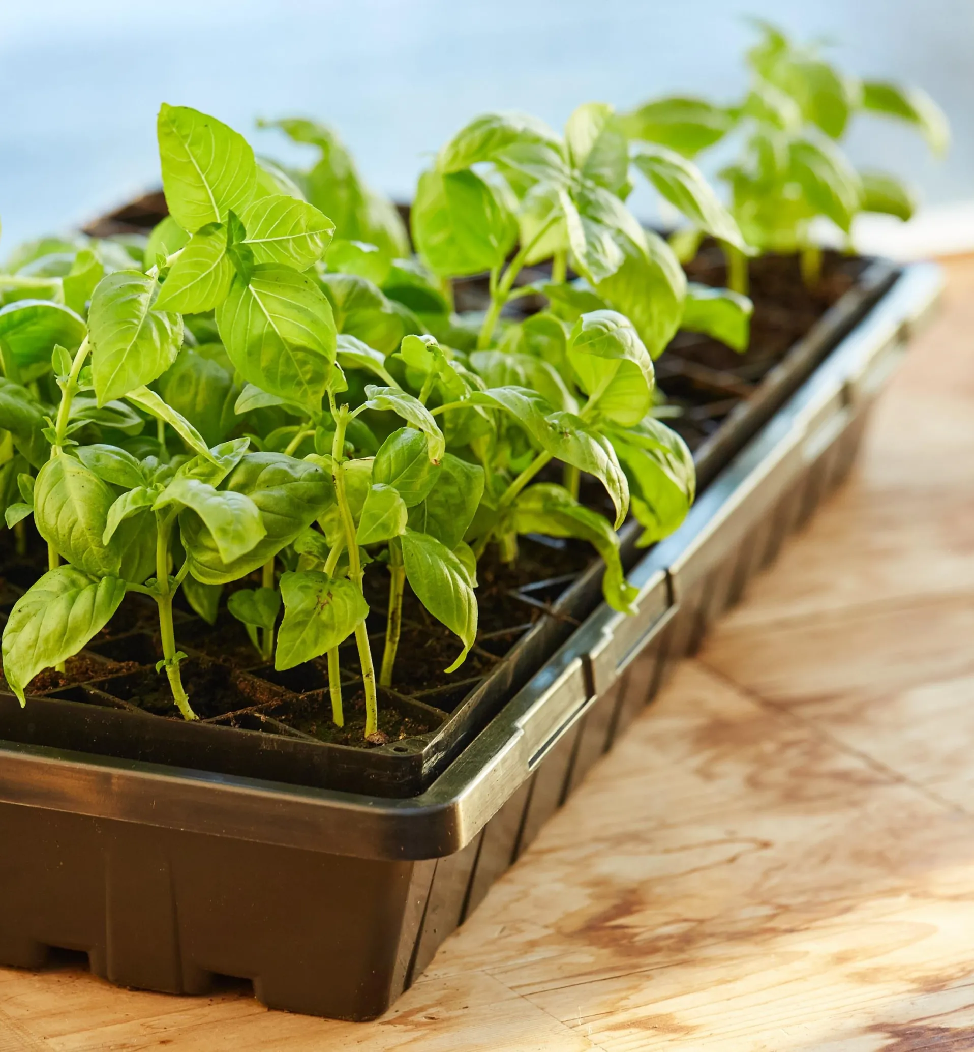 Lee Valley 72-Cell Air-Pruning Seed Starter