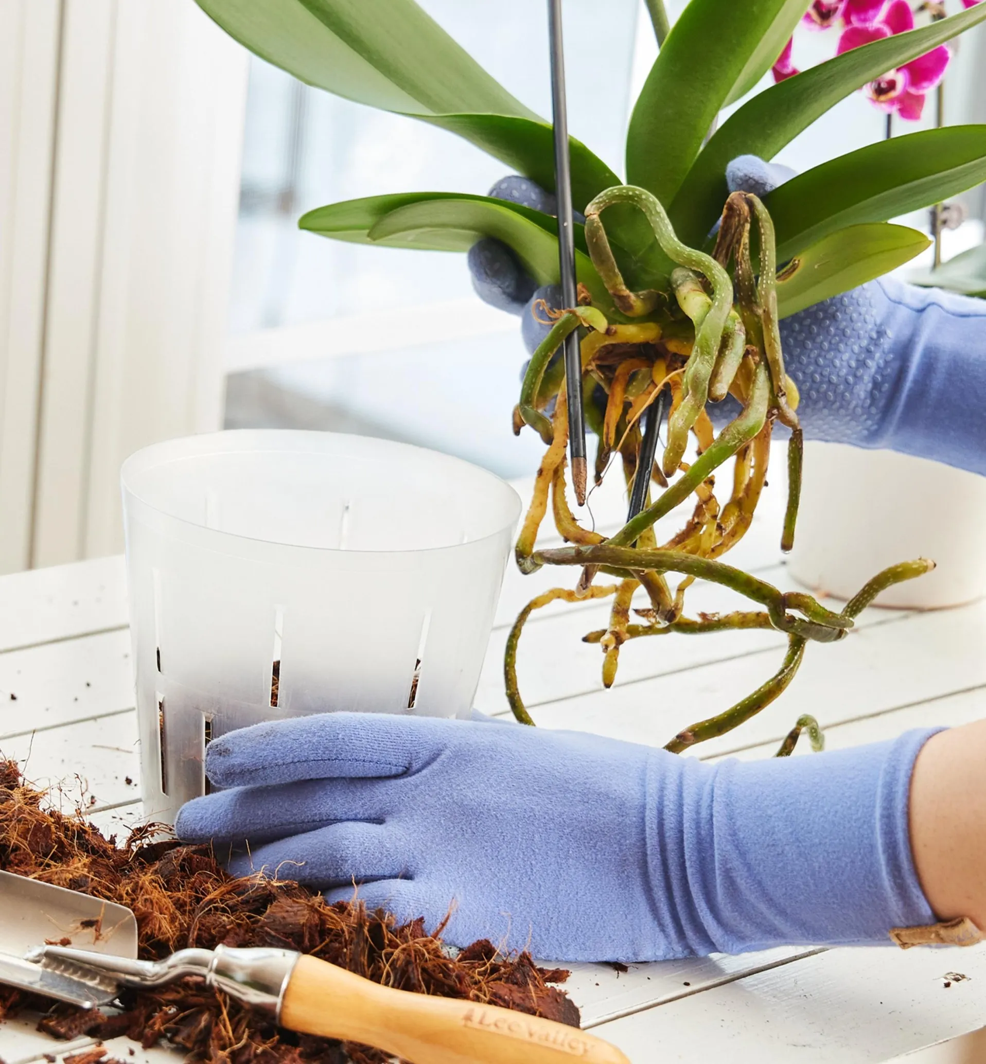 Lee Valley Clear Orchid Pots