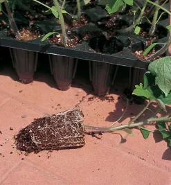 Lee Valley Deep-Root Seed Starters