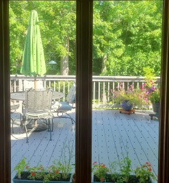 Lee Valley Feather Friendly Window Collision Tape