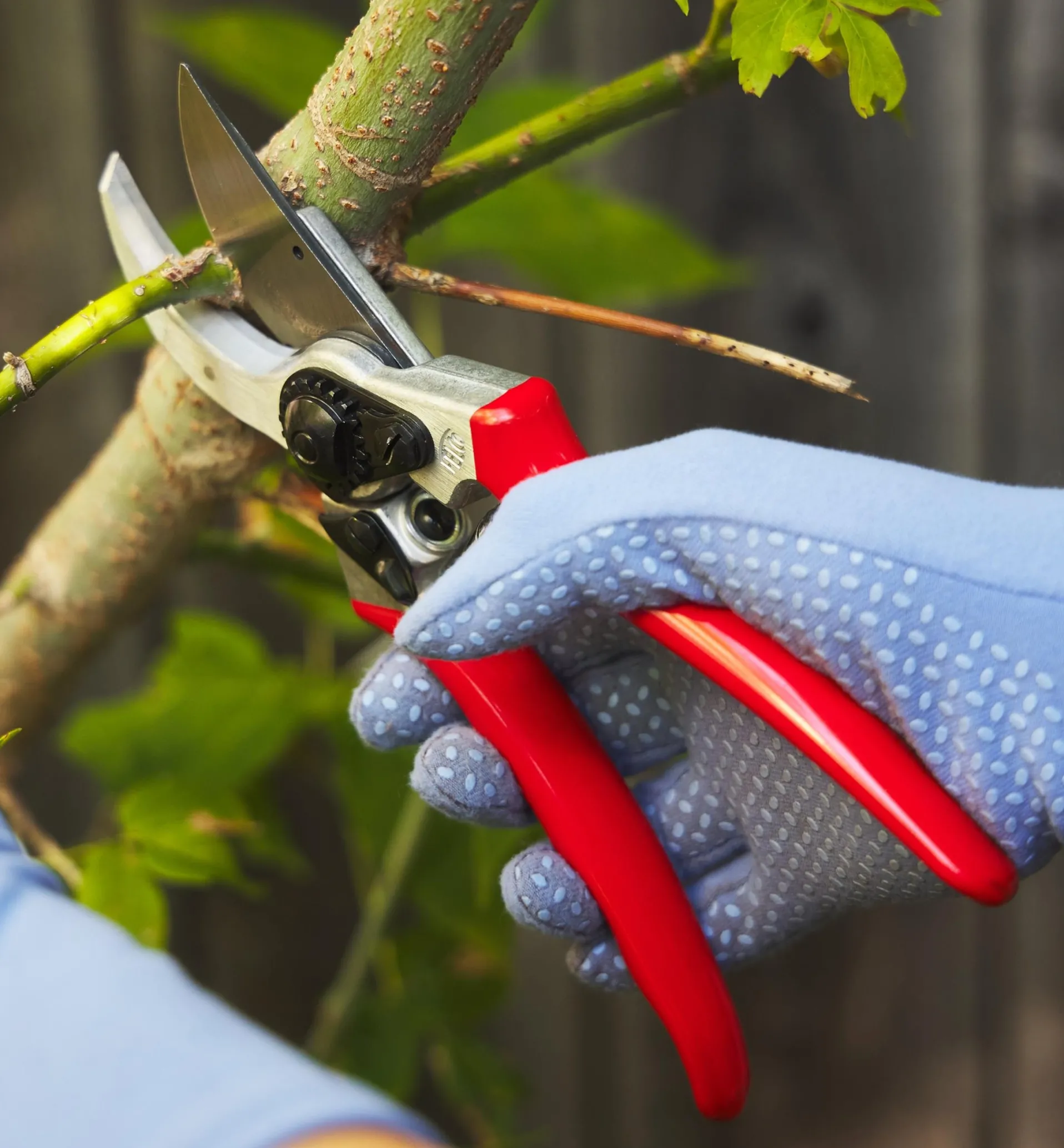 Lee Valley Felco Classic #2 Pruner & Pocket Knife