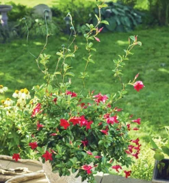 Lee Valley Flexible Garden Stake