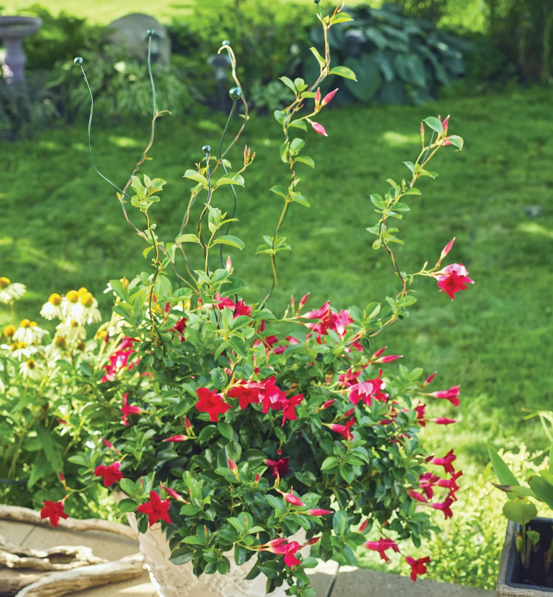 Lee Valley Flexible Garden Stake