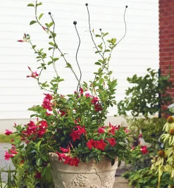 Lee Valley Flexible Garden Stake