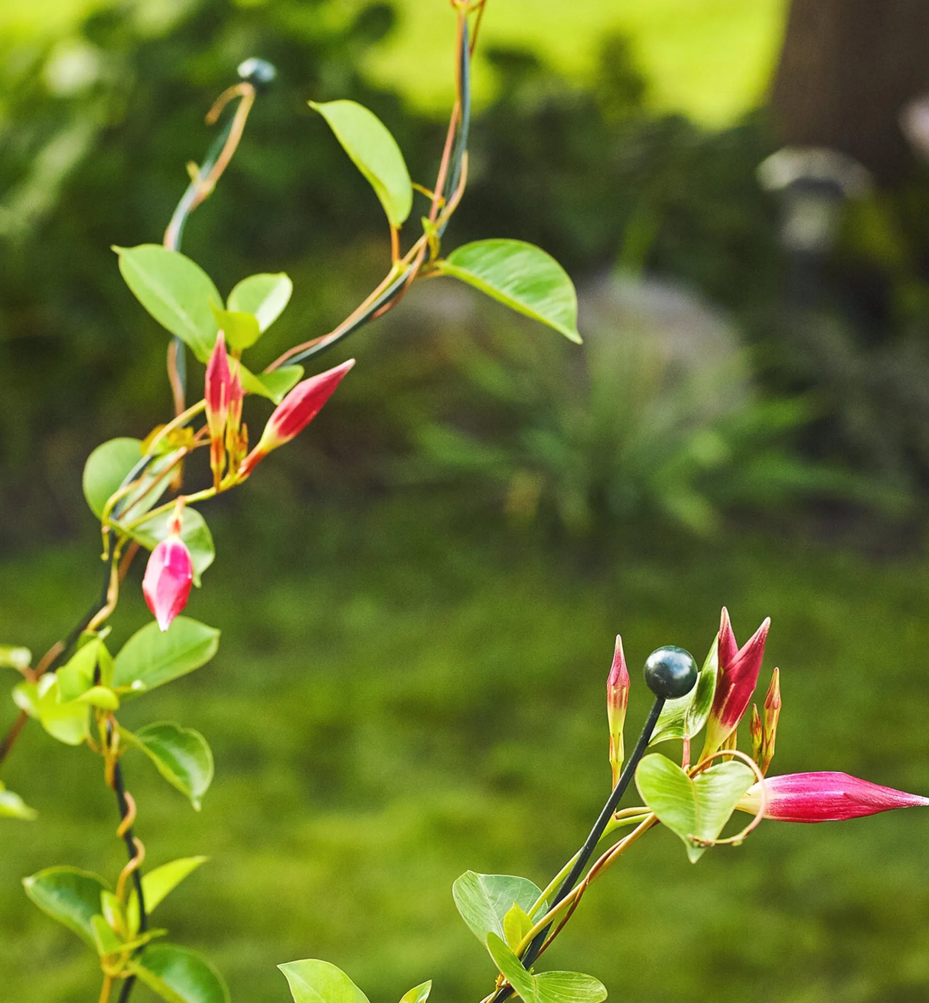 Lee Valley Flexible Garden Stake
