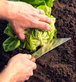 Lee Valley Harvest Knife