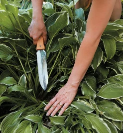 Lee Valley Hori Hori Knife