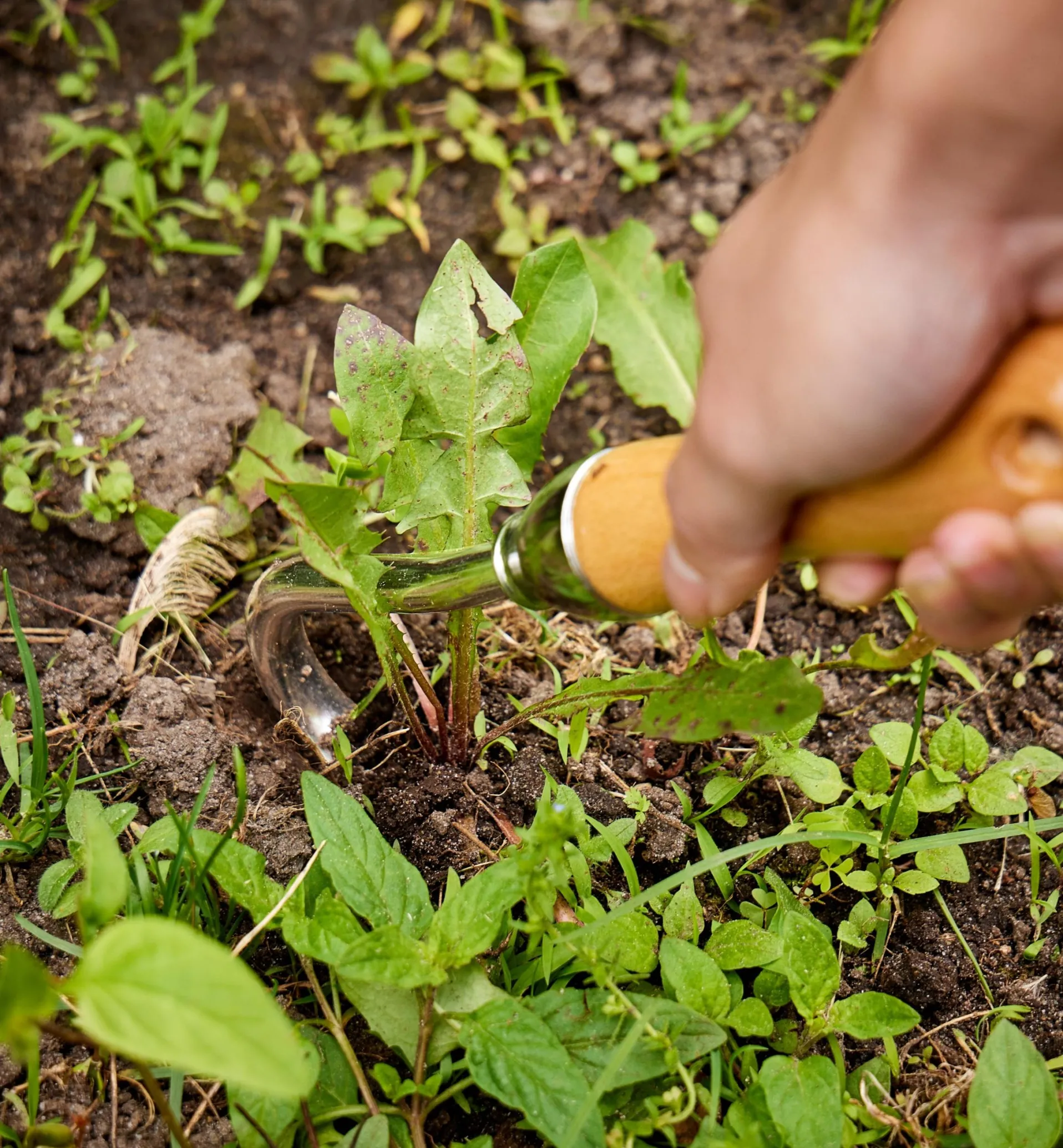 Lee Valley One-Prong Cultivator