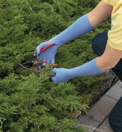 Lee Valley Long Foxgloves