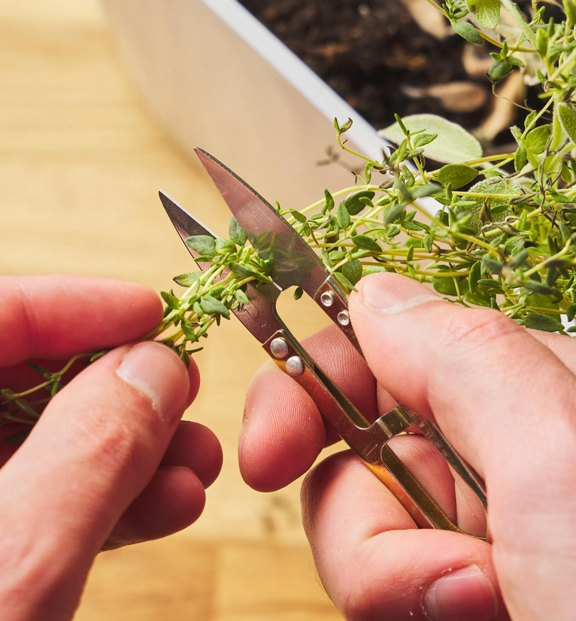 Lee Valley One Dozen Spring Shears