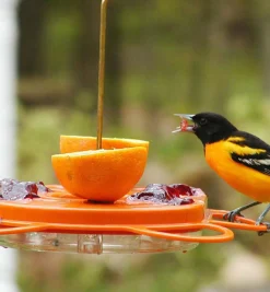Lee Valley Oriole Bird Feeder