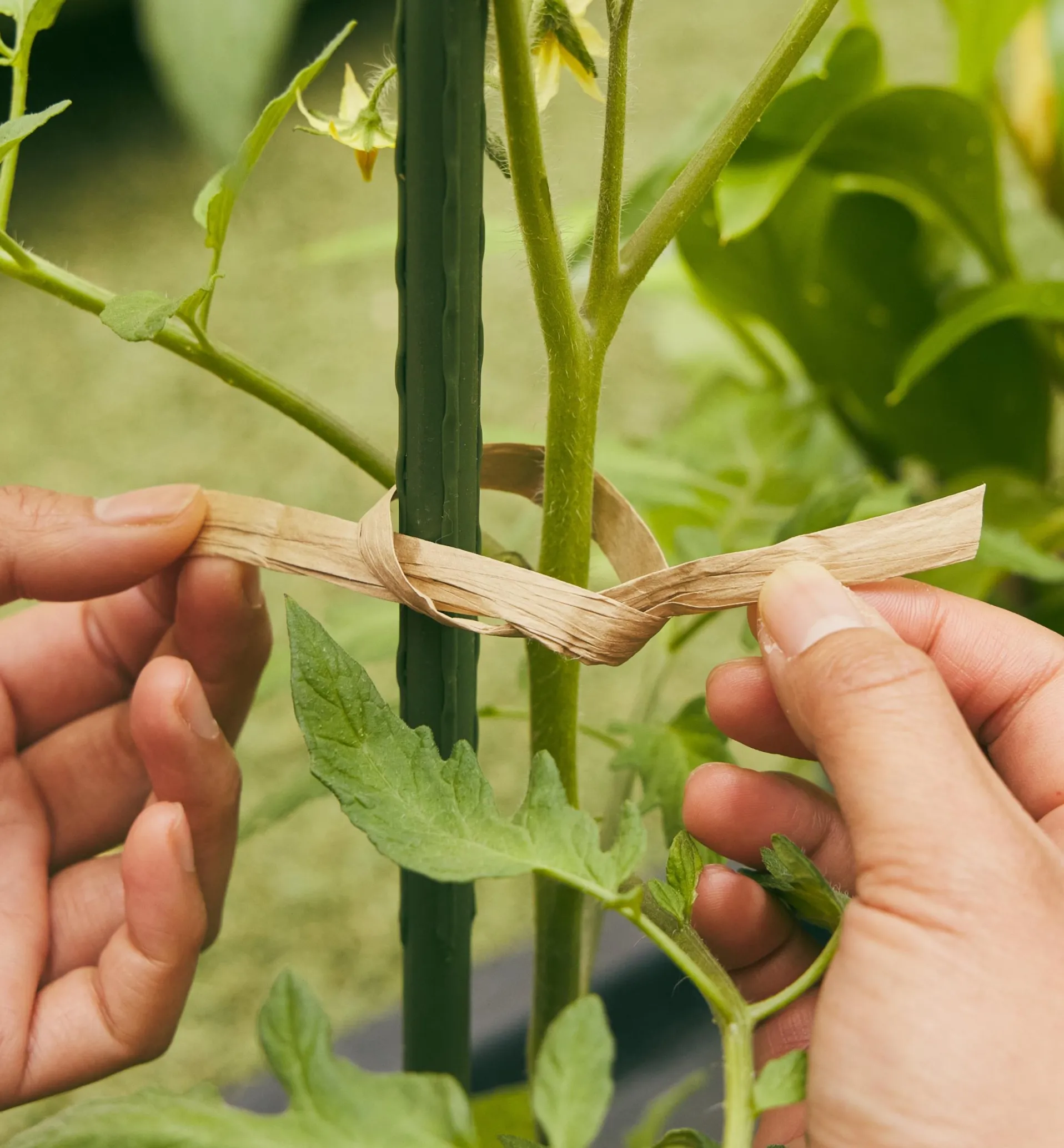 Lee Valley Paper Ties Roll