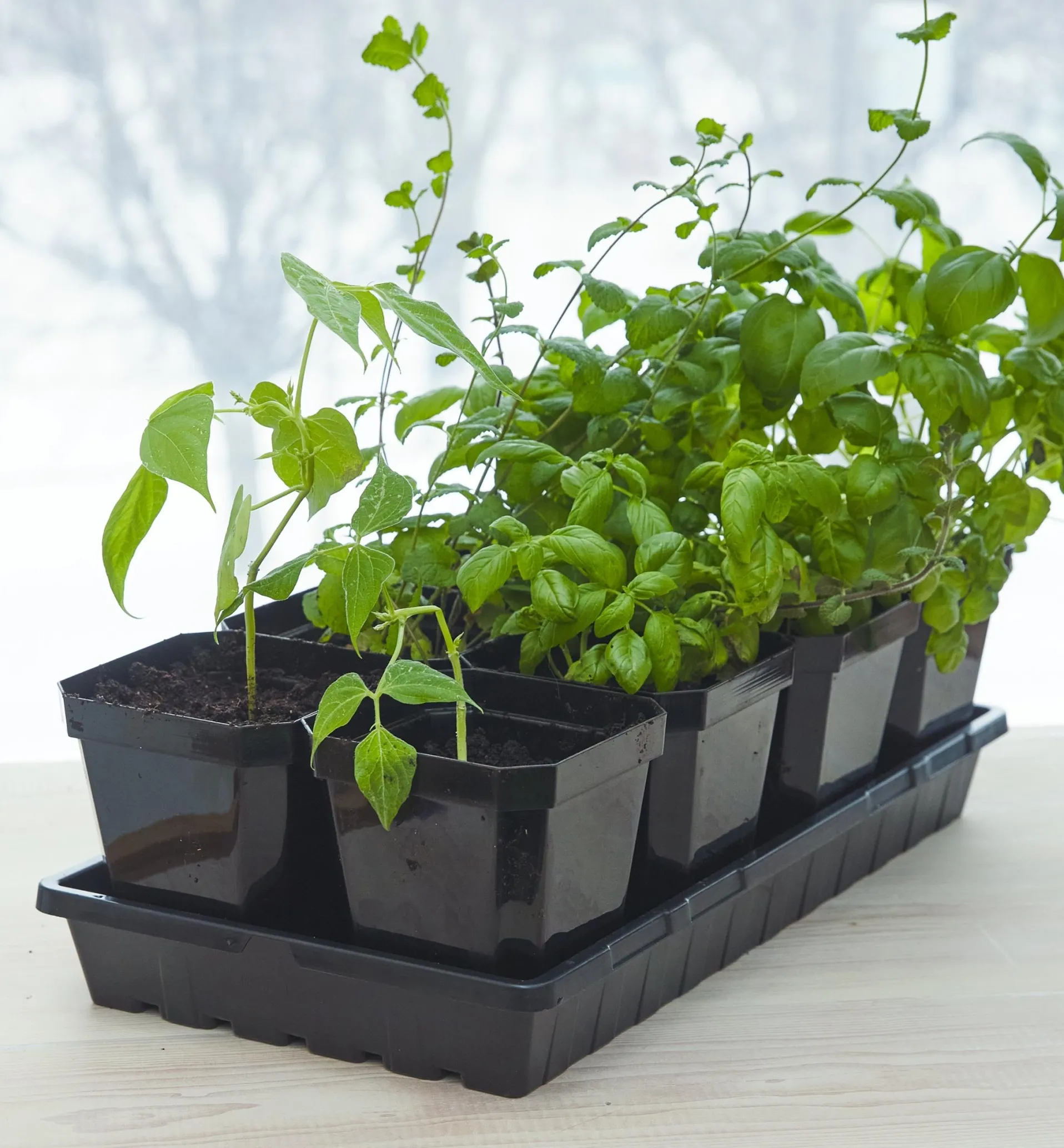 Lee Valley Propagation Tray