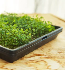 Lee Valley Shallow Seeding Tray Set