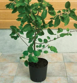 Lee Valley The Rooter Pot