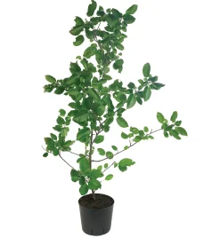 Lee Valley The Rooter Pot