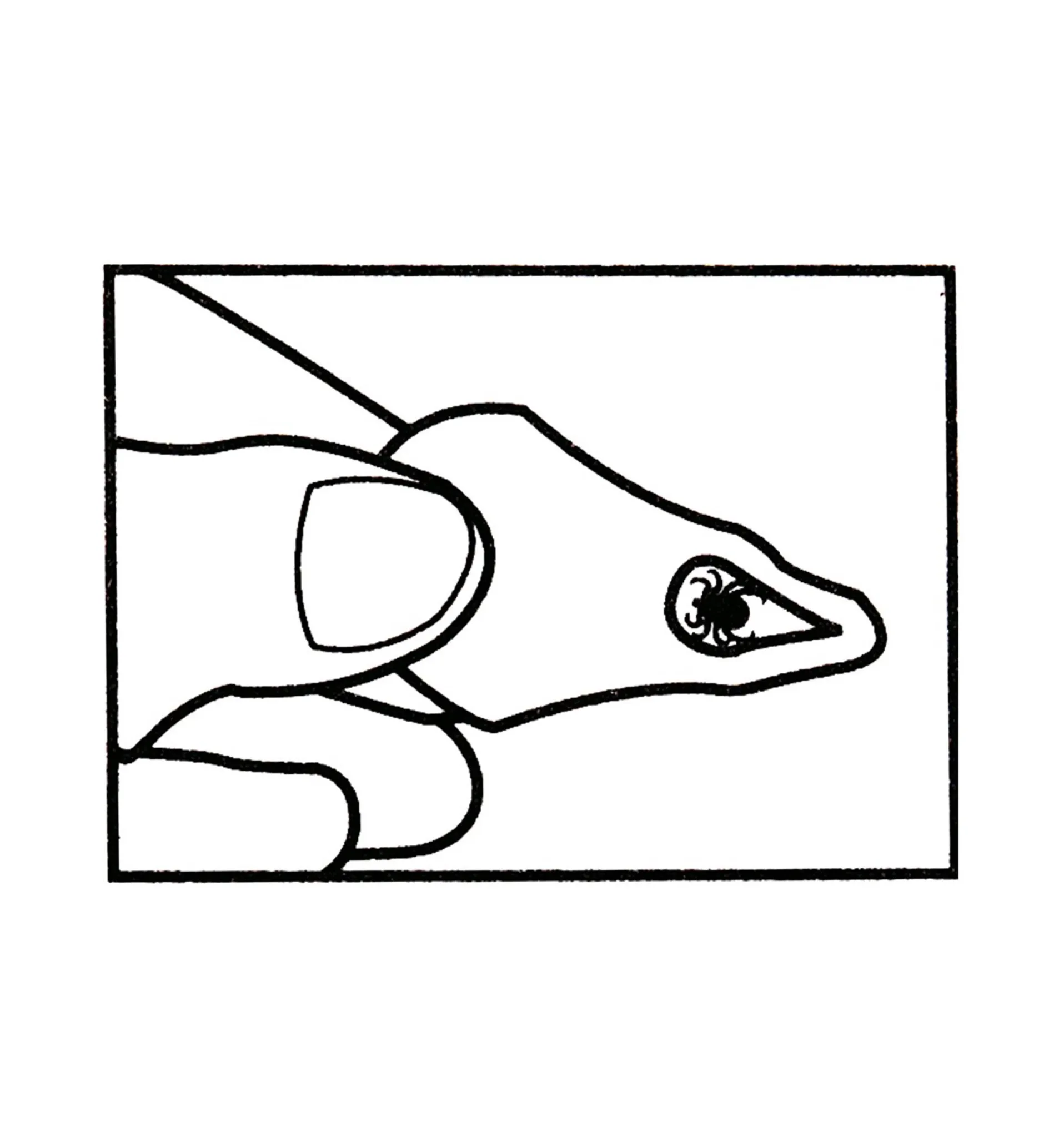 Lee Valley Tick Key Tick Remover