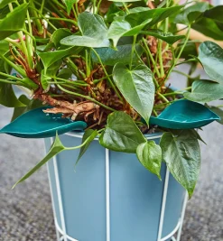 Lee Valley Watering Leaves