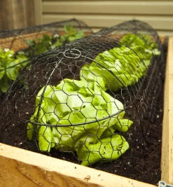 Lee Valley Wire Plant Protectors